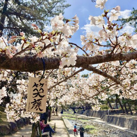 桜　笑顔